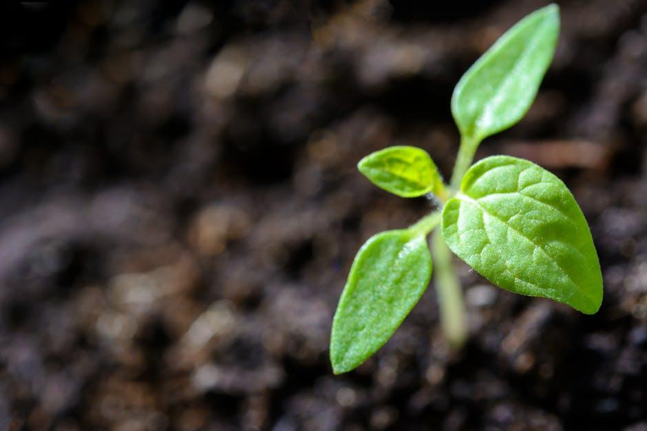 optimal ⁣Growth ⁤Tips ​for ‍Your Herbs in the EDN SmallGarden