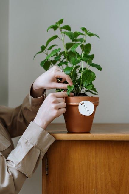 Cultivating Success: Tips ⁤for Maximizing Your Indoor Herb Garden