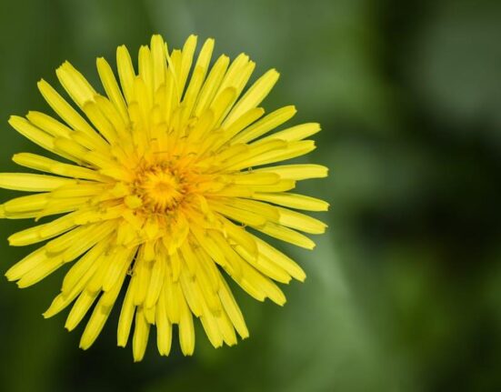 Spruce Weed and Grass Killer: Safe and Effective Organic Weed Control