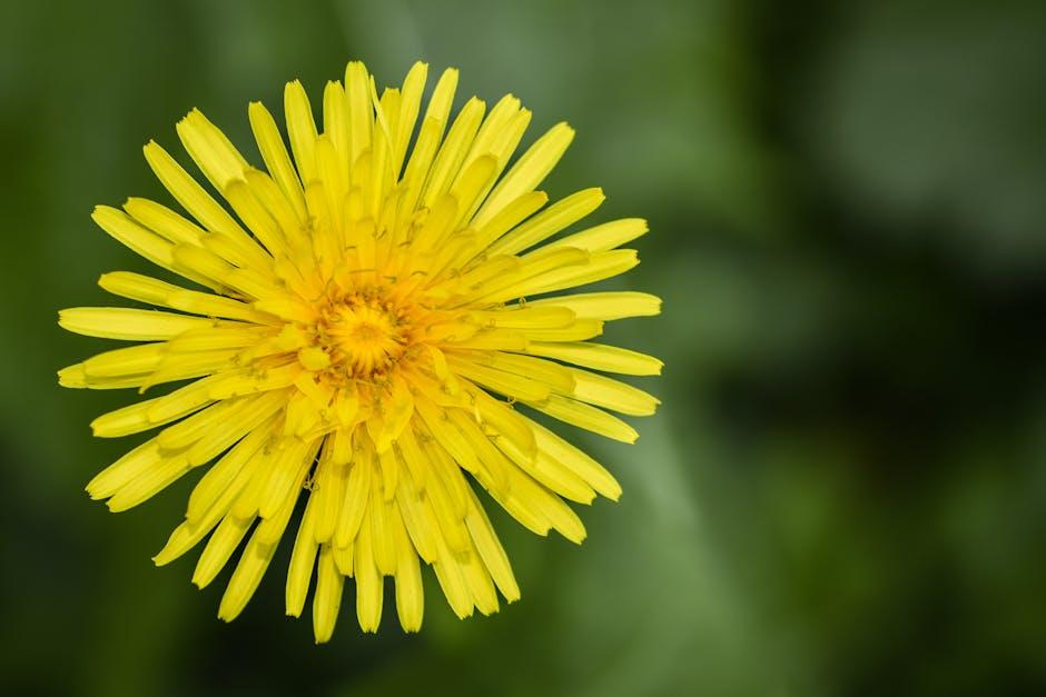 Spruce Weed and Grass Killer: Safe and Effective Organic Weed Control