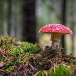 Functional Mushroom Supplements: Lion’s Mane, Reishi, and Cordyceps Compared