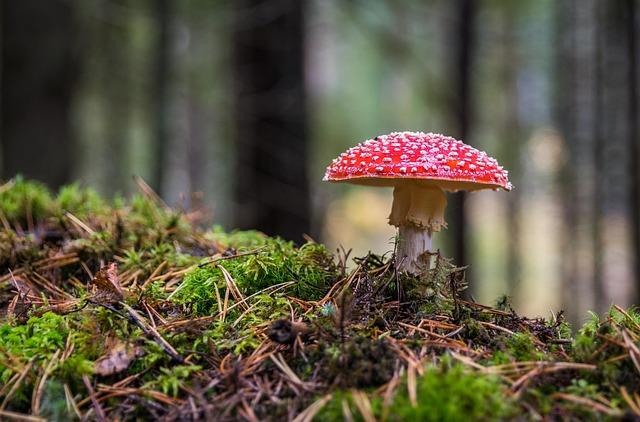 Functional Mushroom Supplements: Lion’s Mane, Reishi, and Cordyceps Compared