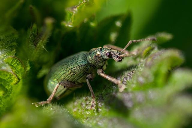 Essential Tools for a Holistic Pest Management Approach