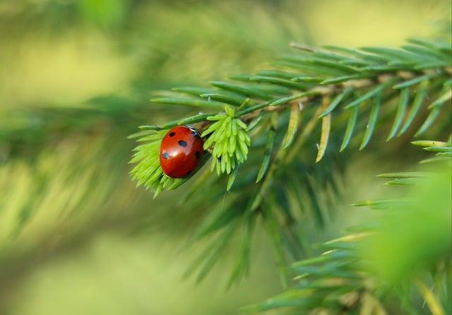 The Science​ Behind Spruce: How it Targets Weeds Without Harming Your Garden