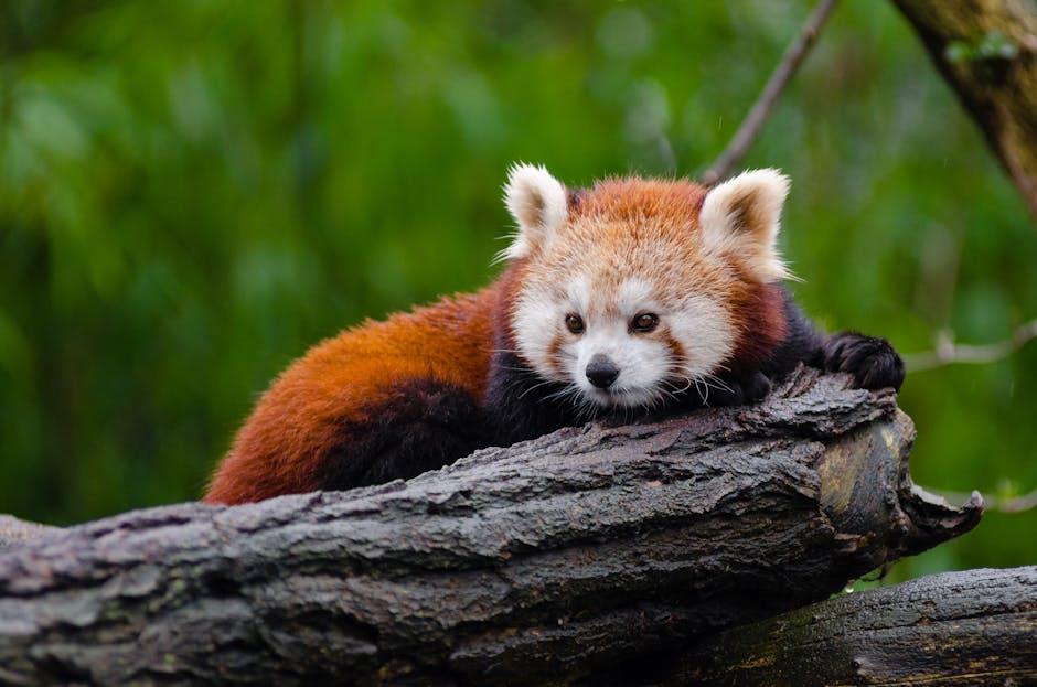 Understanding the Benefits ⁣of⁤ Flippable ⁤Firmness‌ for Sleep Quality