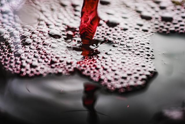Pairing Perfection: Complementary Wine and Accompaniment Recommendations