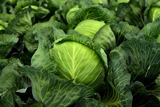 Sustainable Practices ‌for ‌Year-Round Indoor‍ Herb Cultivation