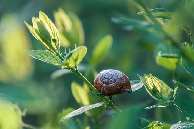 top Organic Solutions for Common‌ Garden Pests