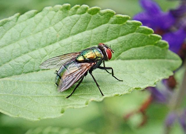 Creating a Pest-Resistant Garden: ‍Practices for Sustainability