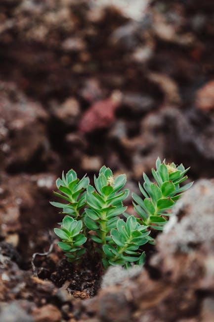Harnessing the power of Rhodiola for Boosting Vitality and ⁣Mental Clarity