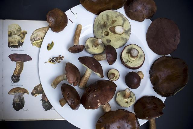 unveiling the Immune-Boosting Properties of Reishi Mushrooms