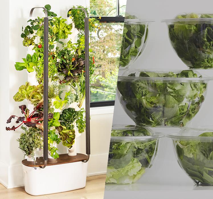 tips for Success: Enhancing Your Indoor⁣ Vegetable Growing Experience